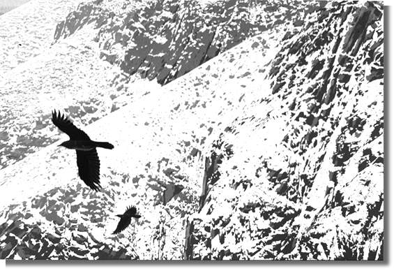 Crow and Raven