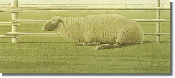 The Sheep
