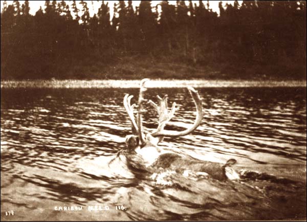 Caribou Crossing a River, pre-1908 Caribou Crossing a River, pre-1908