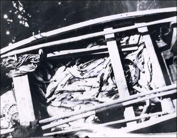 Codfish in a Punt, n.d. Codfish in a Punt, n.d.