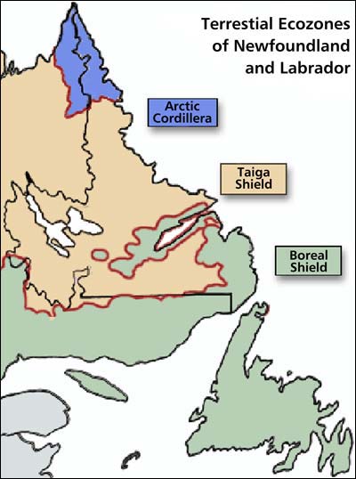 Terrestrial Ecozones of Newfoundland and Labrador Terrestrial Ecozones of Newfoundland and Labrador