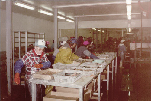 Fish Plant Workers, 1991 Fish Plant Workers, 1991