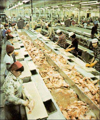 Workers at a St. John's Fish Plant, 1978 Workers at a St. John's Fish Plant, 1978