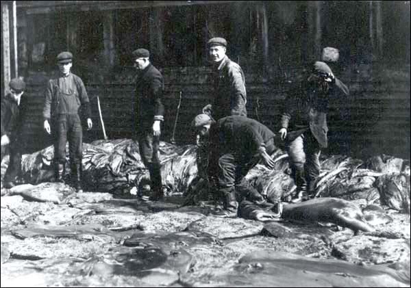 Men Sorting Seal Pelts, n.d. Men Sorting Seal Pelts, n.d.