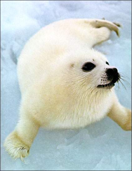 Harp Seal Pup Harp Seal Pup