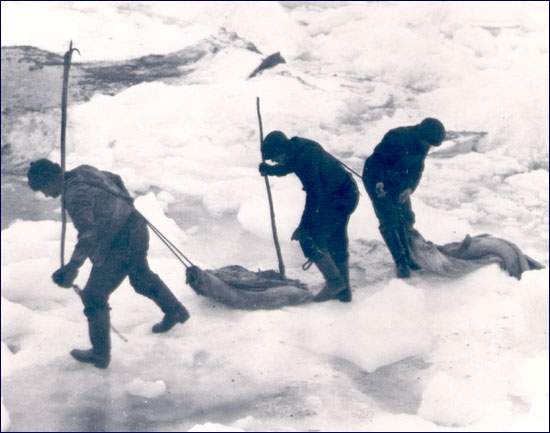 Des chasseurs traînant des peaux de phoque, s.d.