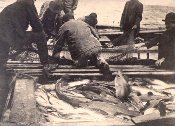 Pêche de la morue, vers 1905 Pêche de la morue, vers 1905