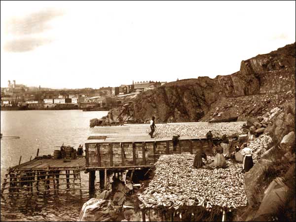 Femmes travaillant sur des vigneaux, s.d. Femmes travaillant sur des vigneaux, s.d.