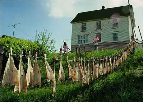 Morue mise à sécher sur une corde à linge, Parker's Cove, baie de Plaisance