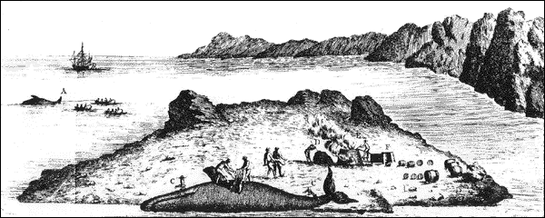 Dépeçage d'une baleine, dessin du 17e siècle Dépeçage d'une baleine, dessin du 17e siècle