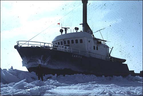 Le Carino, un navire phoquier, sur la banquise en 1972 Le Carino, un navire phoquier, sur la banquise en 1972