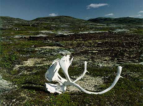 Biome de la toundra des landes littorales, nord du Labrador. Biome de la toundra des landes littorales, nord du Labrador.