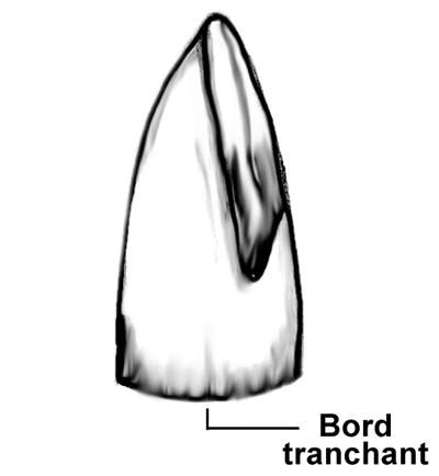 Schéma d'une hache polie