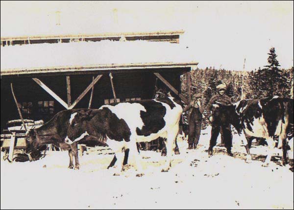 Étable communautaire à Markland, vers 1935 Étable communautaire à Markland, vers 1935