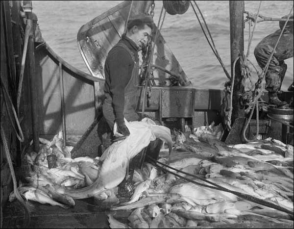 Morue sur les Grands Bancs, 1949 Morue sur les Grands Bancs, 1949