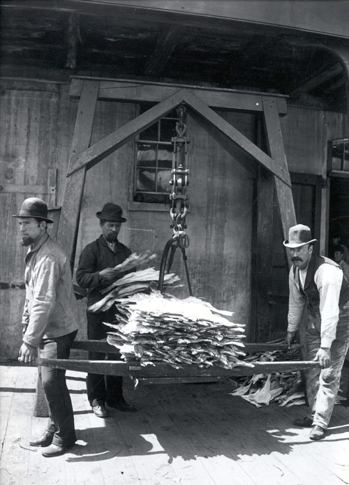 La pesée de la morue séchée dans le port de St. John's, s.d. La pesée de la morue séchée dans le port de St. John's, s.d.
