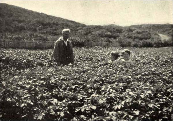 Champ de pommes de terre à St. Anthony, s.d.