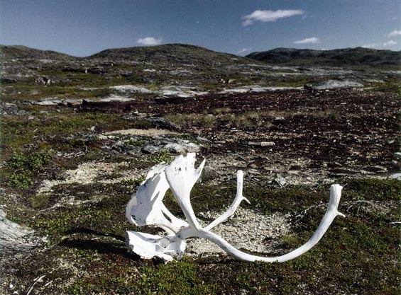 Tundra biome of the coastal barrens, northern Labrador Tundra biome of the coastal barrens, northern Labrador