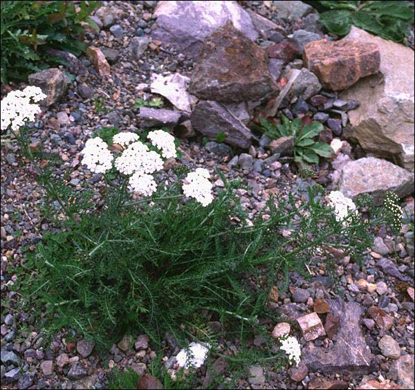Common Yarrow Common Yarrow