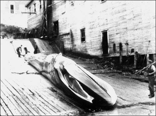 Whale on slipway, Snook's Arm, Notre Dame Bay, August 1899 Whale on slipway, Snook's Arm, Notre Dame Bay, August 1899