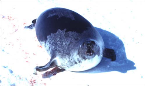 Mature Female Harp Seal Mature Female Harp Seal