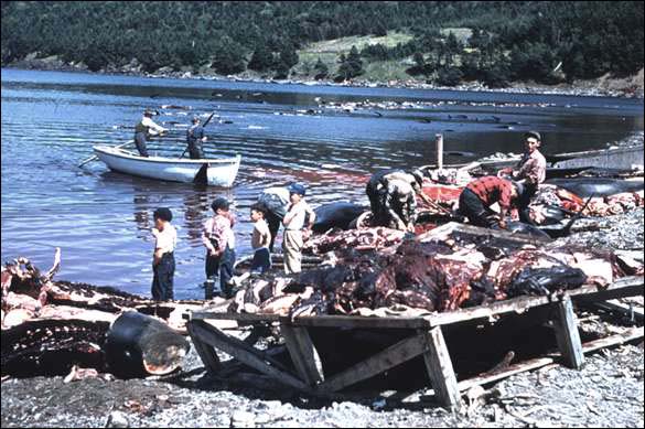 Flensing Pothead Whales, Chapel Arm, Trinity Bay, 1955 Flensing Pothead Whales, Chapel Arm, Trinity Bay, 1955