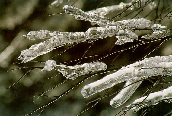 Ice Accretion from Freezing Rain Ice Accretion from Freezing Rain