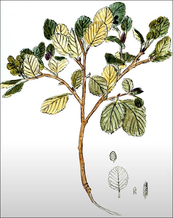 Mountain Alder Mountain Alder