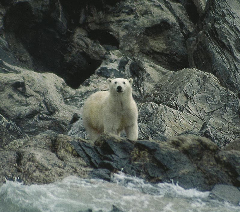Polar Bear Polar Bear