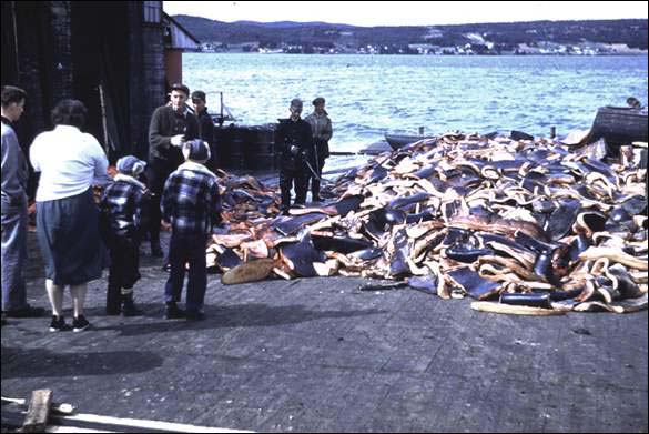 Pothead Whales on Slipway, South Dildo, Trinity Bay, 1955 Pothead Whales on Slipway, South Dildo, Trinity Bay, 1955
