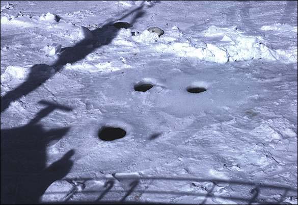 Whelping Patch: Harp Seal Breathing Holes (1972) Whelping Patch: Harp Seal Breathing Holes (1972)