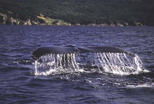 Whale Watching Whale Watching
