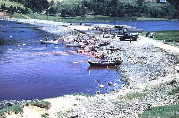Traditional Drive, Pothead Whales, Chapel Arm, Trinity Bay, 1955 Traditional Drive, Pothead Whales, Chapel Arm, Trinity Bay, 1955