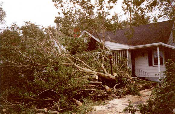 Wind Damage to Deciduous Trees, St. John's, NL, October 1992 Wind Damage to Deciduous Trees, St. John's, NL, October 1992