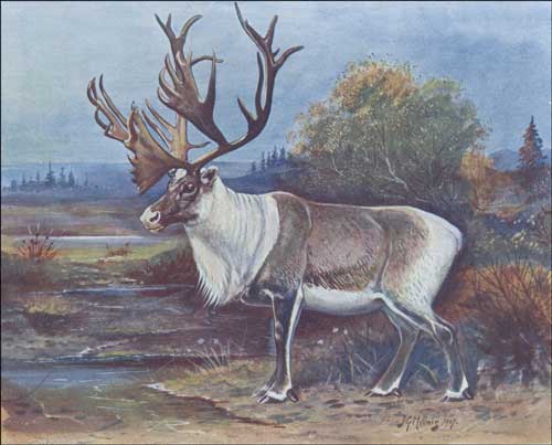 Hunting Caribou Hunting Caribou