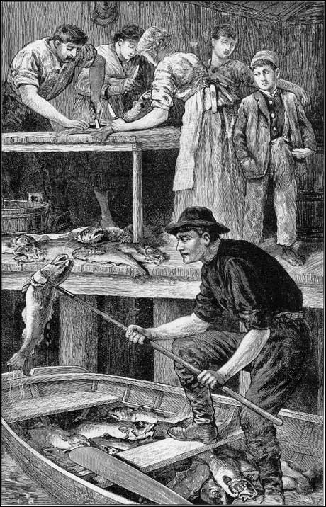 The Cod Fishery at Heart's Content The Cod Fishery at Heart's Content