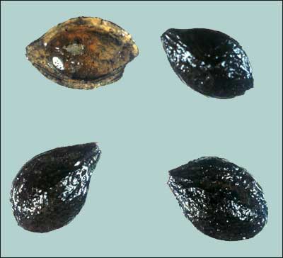 Plum Pits (Fld-177) Plum Pits (Fld-177)