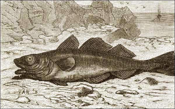 Codfish, ca. 1878 Codfish, ca. 1878