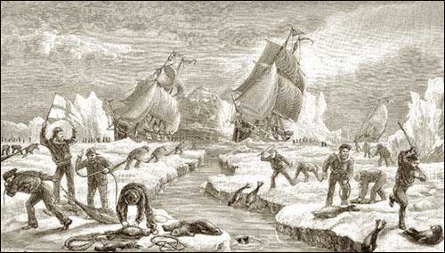 The Seal Hunt The Seal Hunt
