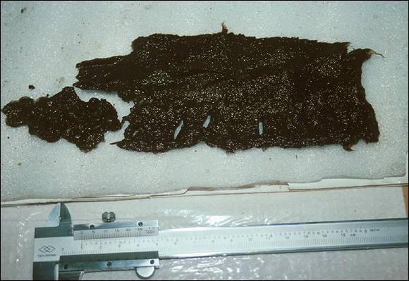Textile Fragment Found in the Privy Textile Fragment Found in the Privy