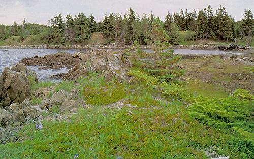 The Boyd's Cove Site The Boyd's Cove Site