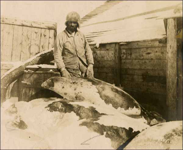 Harp Seal, 1909 Harp Seal, 1909
