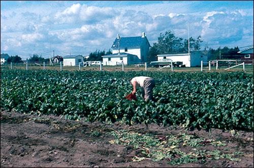 Crisby farmland, Eastport, 1985 Crisby farmland, Eastport, 1985