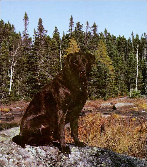 Brian Bursey's Labrador Retriever 'Triton' Brian Bursey's Labrador Retriever 'Triton'