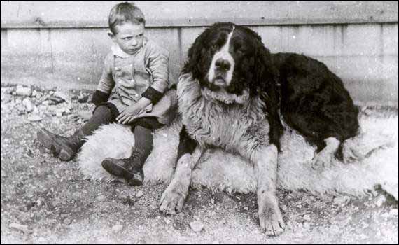 A young boy with a St. Bernard-Newfoundland dog A young boy with a St. Bernard-Newfoundland dog