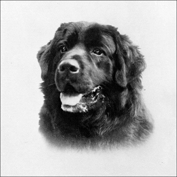 'Westerland Sirius', Newfoundland dog Westerland Sirius, Newfoundland dog