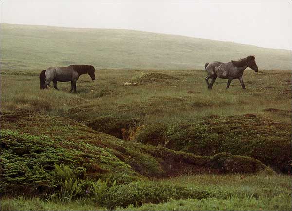 Newfoundland pony Newfoundland pony