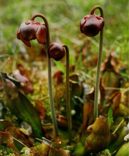 Pitcher Plant Pitcher Plant