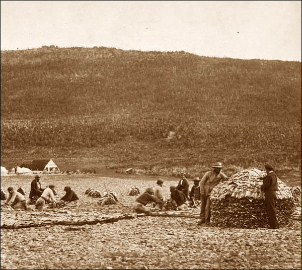 Preparing Cod, Cape Rouge, NL, ca. 1857-1859 Preparing Cod, Cape Rouge, NL, ca. 1857-1859