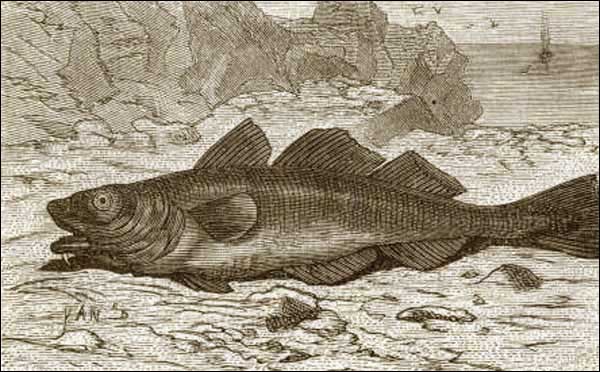 Codfish, ca. 1878 Codfish, ca. 1878